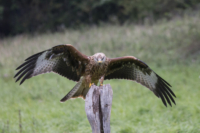 9_615x410 Milan-3881