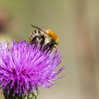 Ackerhummel an Grauer Kratzdistel