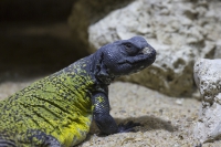 Afrikanische Dornschwanzagame