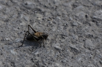 Alpenstrauch-Schrecke