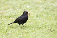 Amsel 