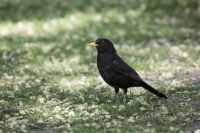 Amsel