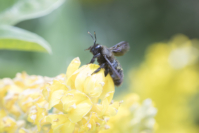 Ananas-Geisklee blaue Holzbiene