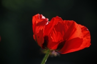 Armenischer Mohn