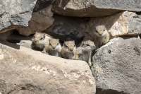 Atlashörnchen Kindergruppe