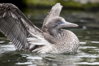 Basstölpel Jungtier