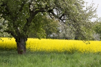 Baum an Rapsfeld