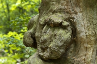 Baumgesicht