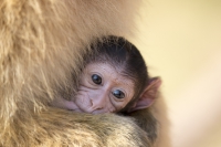 Berberaffe Baby