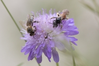 Insekten an Skabiose