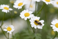 Bienen an Mutterkraut