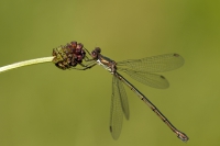 Binsenjungfer