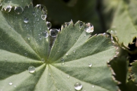 Blatt mit Wassertropfen