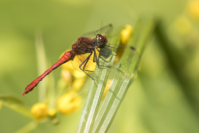 Blutrote Heidelibelle