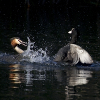 Blässhuhn gegen Haubentaucher
