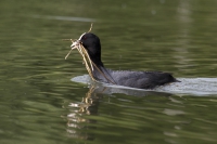 Blässhuhn mit Nestmaterial