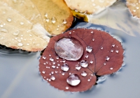 Blätter mit Wassertropfen 2