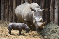 Breitmaulnashorn Mutter mit Baby