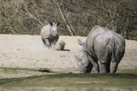 Breitmaulnashorn alt und jung