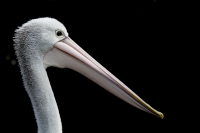 Brillenpelikan 