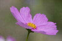 Cosmea