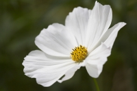 Cosmea