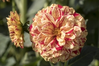 Dahlie Hapet Feuerball