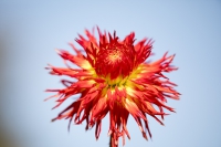 Dahlie Sandia Comanche