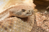 Diamantklapperschlange