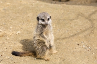Erdmännchen Baby