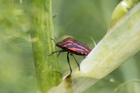 Europäische Streifenwanze