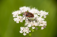 Europäische Streifenwanze
