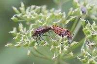 Europäische Streifenwanze 