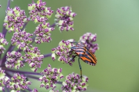 Europäische Streifenwanze
