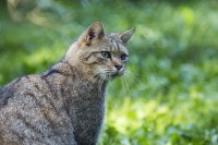 Europäische Wildkatze 3