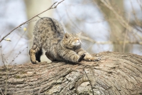 Europäische Wildkatze 5