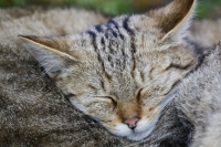 Europäische Wildkatze