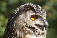 Europäischer Uhu Portrait