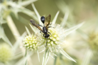 Feld-Männertreu stahlblauer Grillenjäger