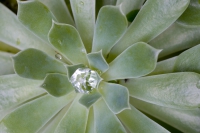 Fette Henne mit Wassertropfen