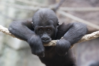 Flachlandgorilla Baby
