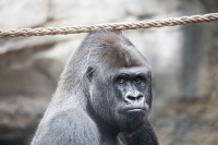 Flachlandgorilla
