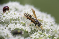 Franzoesische Feldwespe Marienkaefer