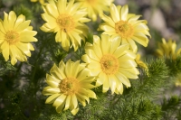 Frühlings-Adonisröschen