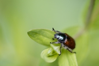 Gartenlaubkäfer
