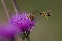 Gelbbindige Furchenbiene an Distel