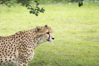 Gepard
