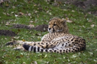 Gepard