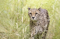 Gepard