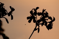 Geranie Sonnenuntergang